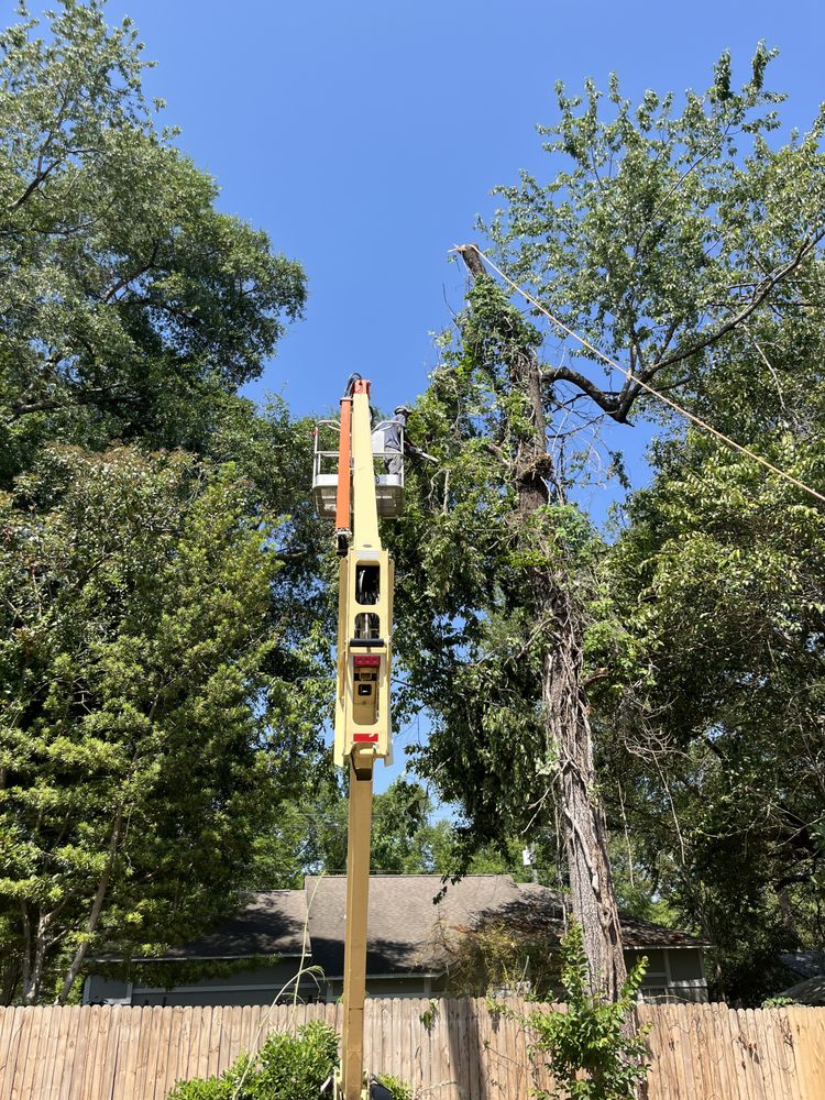 Bucket lift positioned for a Tallahassee tree removal project