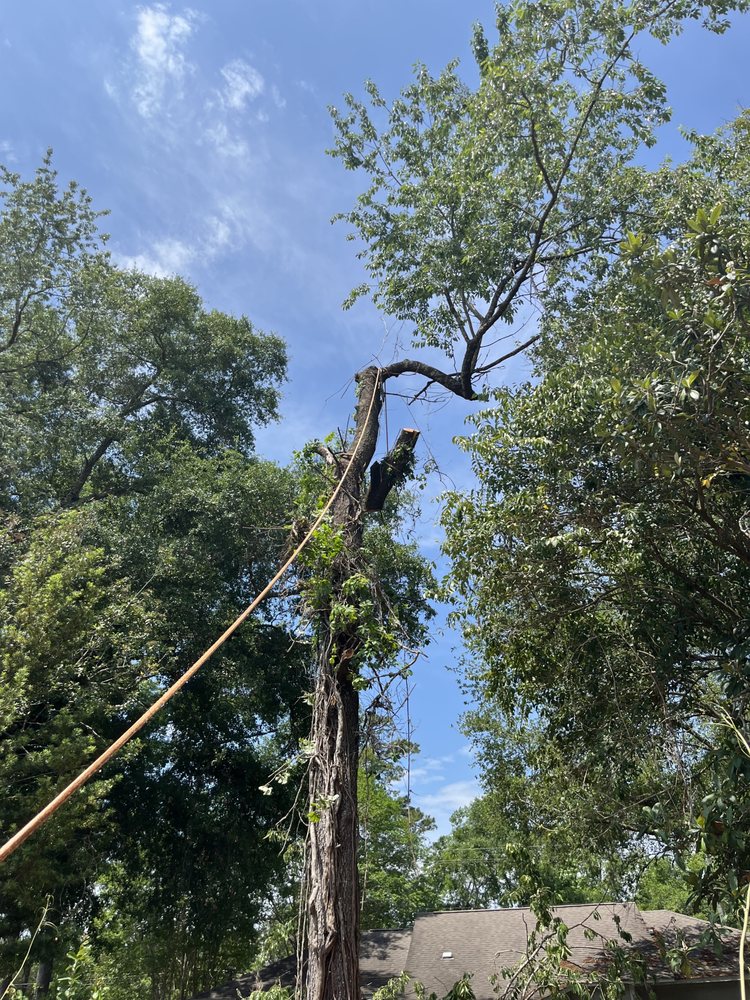Professional tree removal project in Tallahassee, Florida