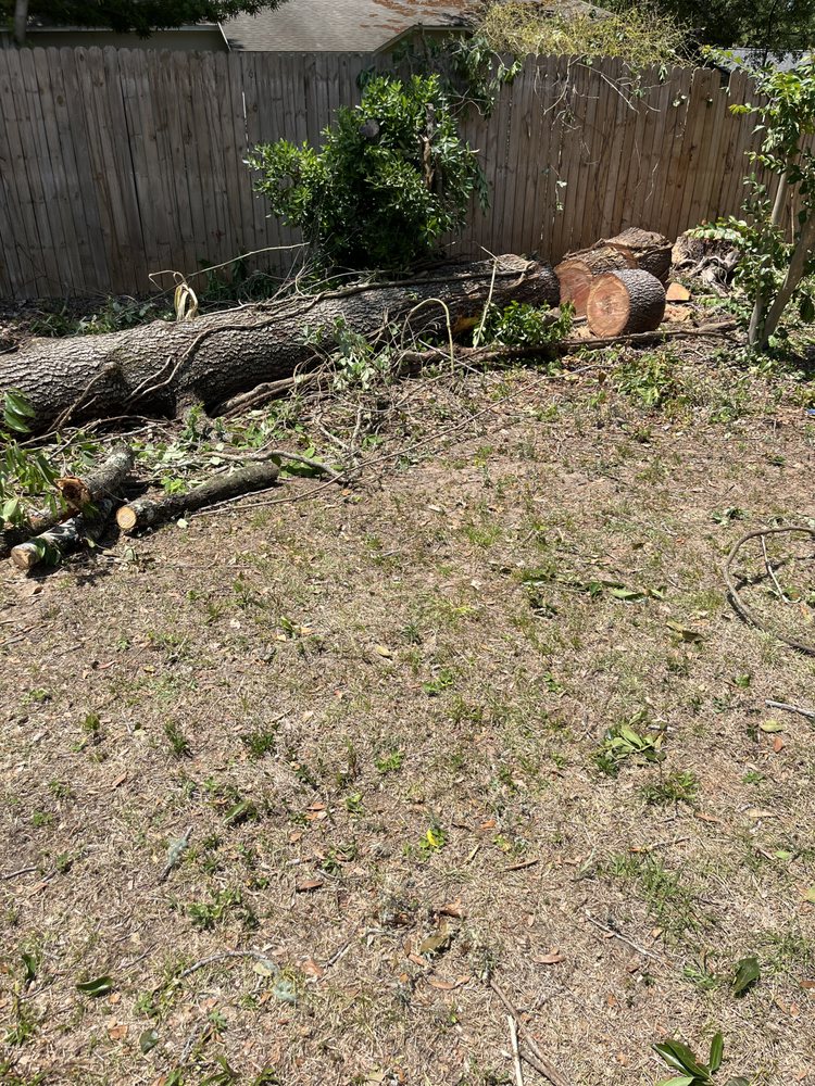Cut timber and debris organized after tree service work
