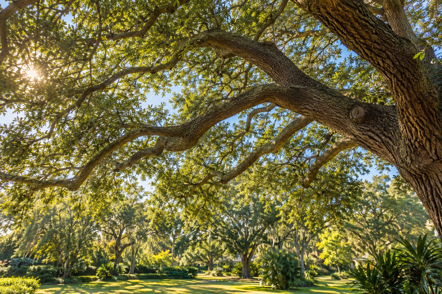 Healthy, professionally shaped live oak canopy in North Florida